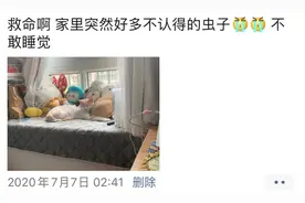 破案了！最近你家到处都是的小黑虫，是臭屁虫图片