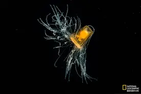 水母，居然有毁灭人类世界的潜力？图片