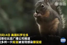美国科罗拉多州一松鼠感染鼠疫 系当地今年首例视频封面