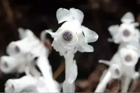 稀罕！丽水发现“怪异之花”，晶莹剔透像冰雕，你想见吗？图片