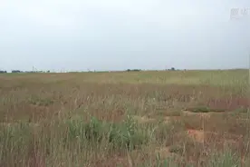河北乐亭：盐碱荒滩“变身”菜篮粮仓视频封面