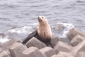 濒危物种北海狮现身丹东东港海域图片