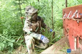 胡蜂养殖助贵州山区民众增收图片