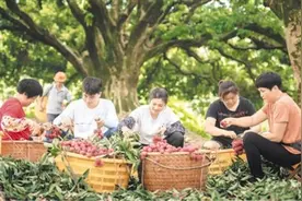 多地侨乡荔枝飘香图片