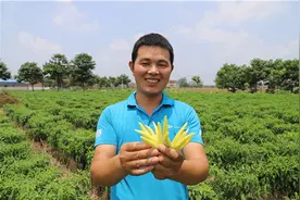 郸城汲水：“辣味儿”脱贫路图片