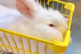 是撸兔兔不是卤兔兔图片