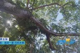 热带水果炒着吃、蘸辣椒吃，口感颠覆你的想象图片