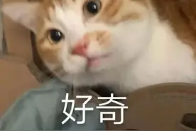 小熊曲奇大作战！|奇丸日记图片