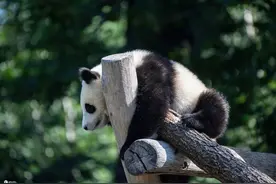 萌萌哒！柏林动物园大熊猫呼呼大睡图片