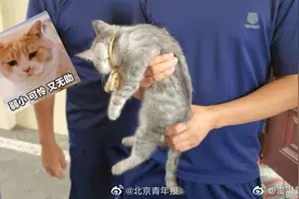安徽一女子用金镯逗猫结果卡住猫头：保猫还是保镯子？图片