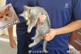 安徽一女子用金镯逗猫结果卡住猫头：保猫还是保镯子？图片