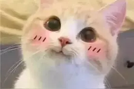 猫猫：我说我会爬树又没说敢爬下来……|早茶时间图片