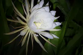 每一个瞬间都叹为观止！深夜，海宁许多居民守着看这一幕……刷爆朋友圈图片