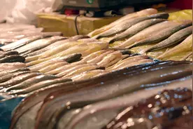 激动！禁渔期东海小黄鱼鲜活开卖，浙江率先突破小黄鱼全人工养殖技术图片