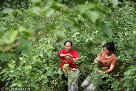重庆黔江：树叶搓成致富“翡翠豆腐”图片