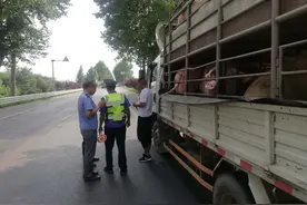青岛开展违规调运生猪行为百日专项打击行动图片