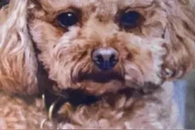“精灵王子”的爱犬丢了！爱狗成痴的他，习惯给狗狗讲睡前故事图片