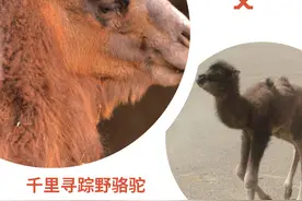 王新艾 千里寻踪野骆驼图片