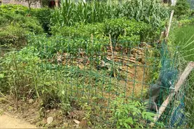 私拆高速栅栏做菜园篱笆，太离谱了，交警：可处三万以下罚款图片