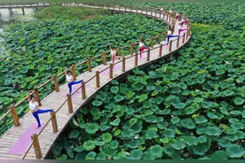 山亭区月亮湾湿地荷塘瑜伽秀图片