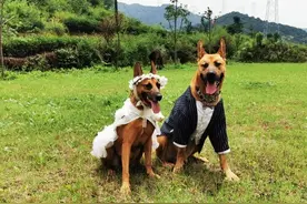 退役警犬养老院的一场“婚礼”图片