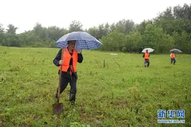 这群人“留守”在江心洲图片