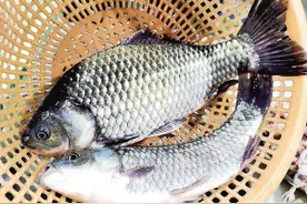 鲫鱼价格几乎一天一价 涨幅直追猪肉图片