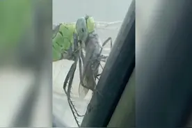 美国一女子近距离拍下车窗上一只蜻蜓吞食苍蝇画面图片