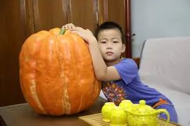 把难得一见的大南瓜搬回家图片