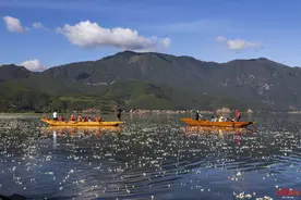 美到爆！泸沽湖海藻花怒放，千万朵白色小花铺满湖面图片
