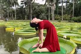 这种莲叶太神奇，小姐姐可站在上面练瑜伽图片