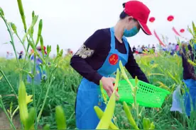 一株忘忧草 万户脱贫计图片