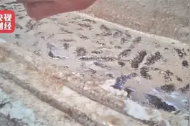 养殖海参整箱放敌敌畏 南方海参冒充北方海参图片