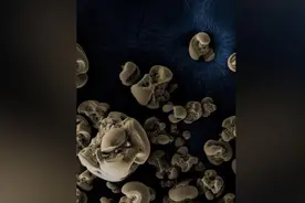 它们居然能吃金属！科学家首次发现以锰为能量来源的细菌图片