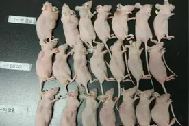 武汉小学生研究抗癌获奖：“做肿瘤剥离、裸鼠肿瘤细胞注射”图片