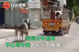 母牛被卖公牛追车一公里阻止 最终有情“牛”终成眷属图片