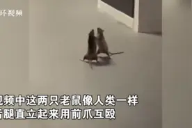 两只老鼠站立互殴一旁猫咪被吓傻 图片详情曝光这一幕太神奇了图片