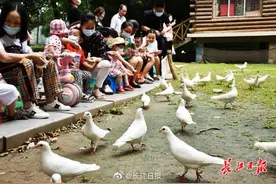 喂鸽子，享受亲子时光图片