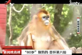 黑龙江：“80岁”猴妈妈 喜怀第八胎视频封面