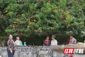 桃醉人间丨因桃闻名的炎陵 还有个美丽的传说图片