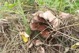 恶心，呕吐，肝损伤！一对夫妻采食野生蘑菇住进ICU图片