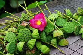 杭州第一波！湘湖莲蓬开摘，两天1000个免费送图片