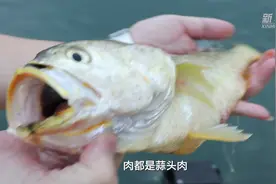 舌尖上的小康｜“呱呱叫”的鱼滋味图片