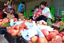 北京平谷举办甜桃王擂台赛 比甜度 赛品质 拼诚信图片