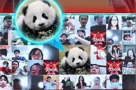 四川男篮对阵江苏，大熊猫“现身”CBA赛场为家乡球队加油图片