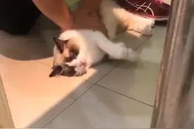 猫打疫苗后死亡！南宁一猫主向宠物医院索赔1万元，疫苗厂家同意给予一定补偿图片