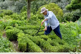 12年前，上海崇明这个村把2棵黄杨卖到20万元高价，如今这里怎么样了？图片