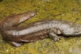 稀奇！浙江一村民游泳捡到一条“怪鱼”！有脚，还会走路图片