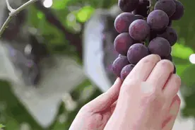 鲜葡萄和葡萄干，哪种更有营养？喜欢吃葡萄的要选对图片