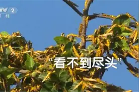 小小沙漠蝗如何引发粮食危机？又是否会对我国构成威胁呢？图片